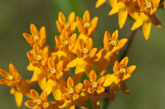 Milkweed Brightest Orange Perennial Flowers