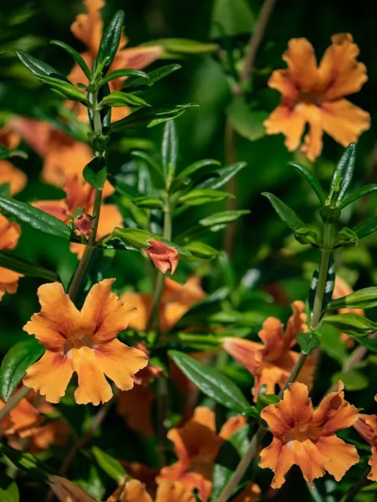 Monkey Flower Brightest Orange Perennial Flowers 1