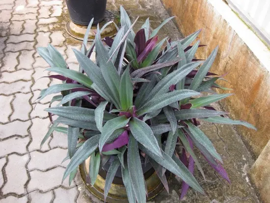 Moses in the Cradle Plants Easy To Propagate Houseplants Moses in the Cradle Plants Easy To Propagate Houseplants