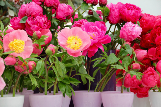 Peony Full Sun Container Flowers Peony Full Sun Container Flowers