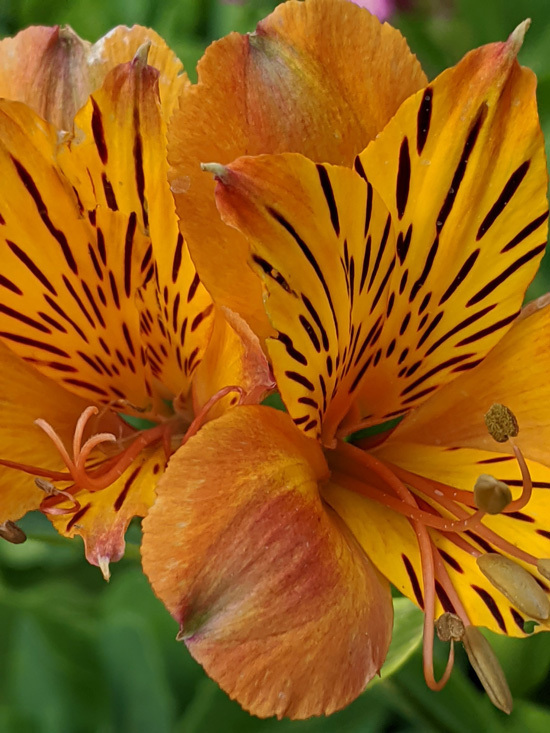Peruvian Lilies Brightest Orange Perennial Flowers 1 Peruvian Lilies Brightest Orange Perennial Flowers 1