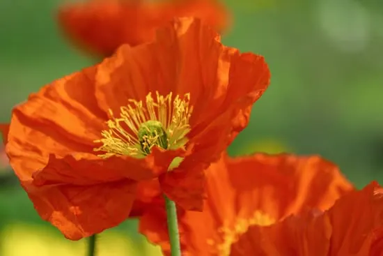 Poppies Brightest Orange Perennial Flowers