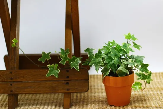 Pothos Easy To Propagate Houseplants