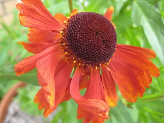 Sneezeweed Brightest Orange Perennial Flowers