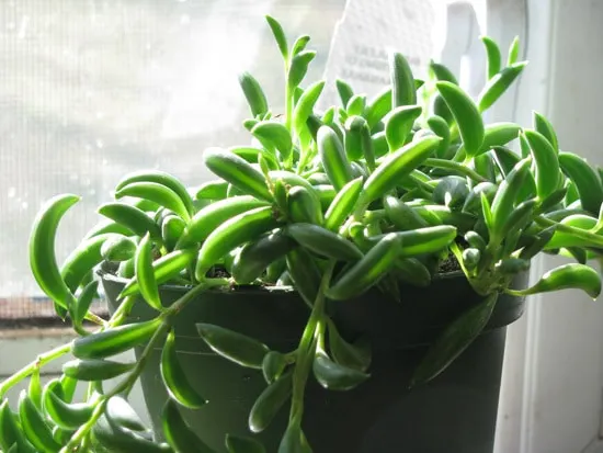 String of Bananas Easy To Propagate Houseplants2 String of Bananas Easy To Propagate Houseplants2