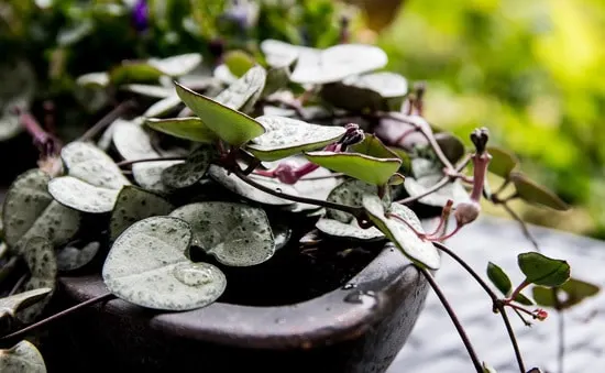 String of Hearts Easy To Propagate Houseplants String of Hearts Easy To Propagate Houseplants