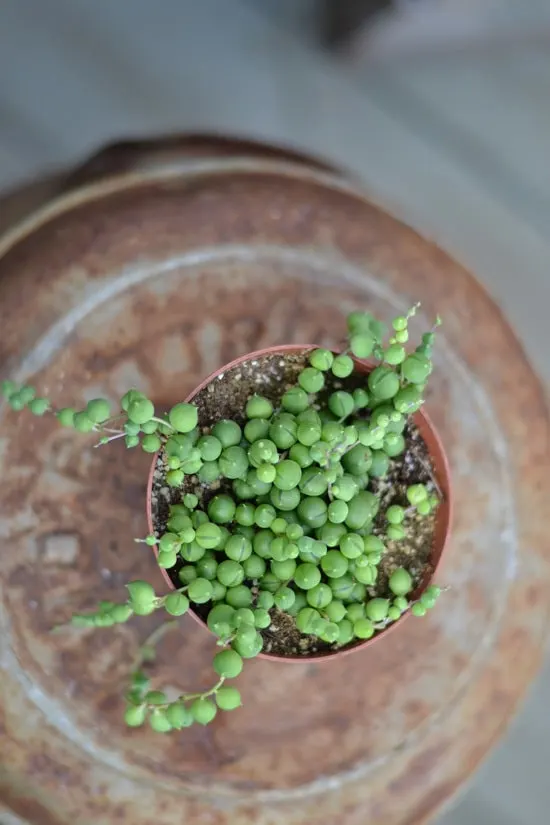 String of Pearls Easy To Propagate Houseplants String of Pearls Easy To Propagate Houseplants