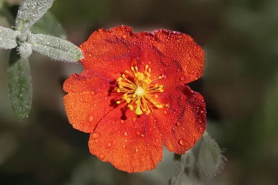 Sun Rose or Rock Rose Brightest Orange Perennial Flowers