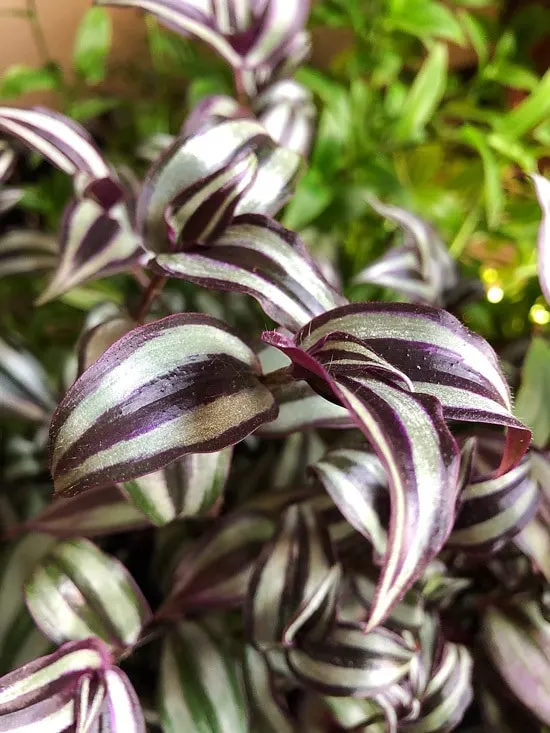 The Wandering Jew Easy To Propagate Houseplants