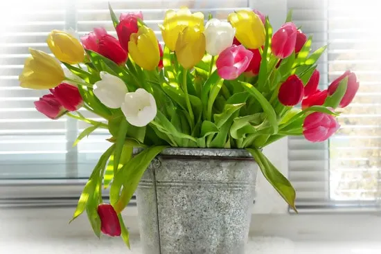 Tulips Full Sun Container Flowers