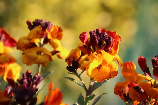 Wallflower Brightest Orange Perennial Flowers