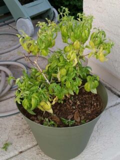 Why Are Your Basil Leaves Turning Yellow