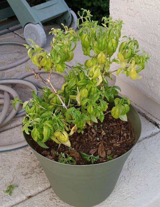 Why Are Your Basil Leaves Turning Yellow