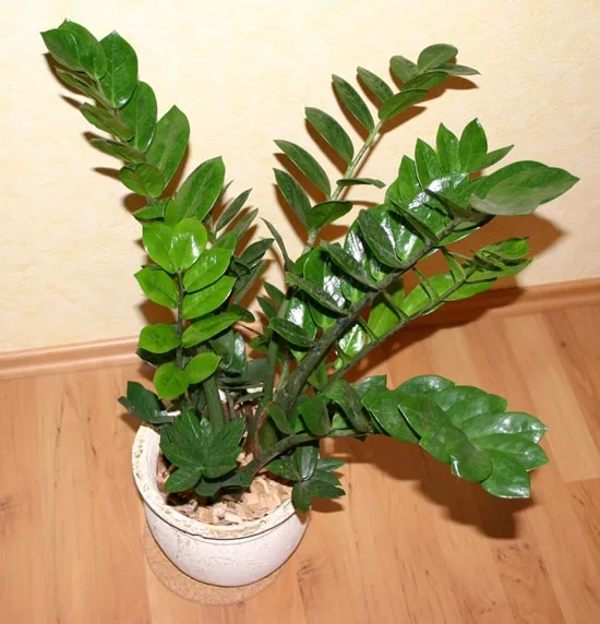 ZZ Plant Zamioculcas zamiifolia Easy To Propagate Houseplants