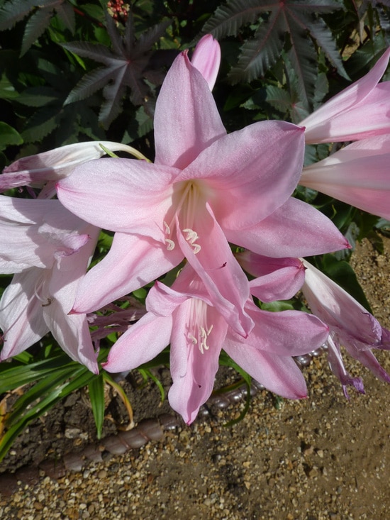 Amarcrinum Pink Perennials Amarcrinum Pink Perennials