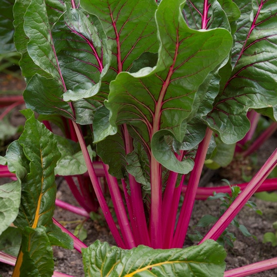Beetroot Ornamental Vegetable Plants Beetroot Ornamental Vegetable Plants