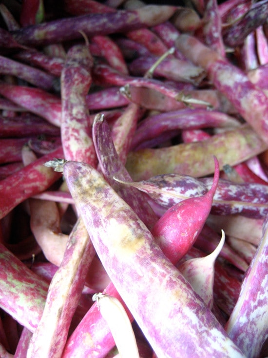 Borlotti Beans Ornamental Vegetable Plants