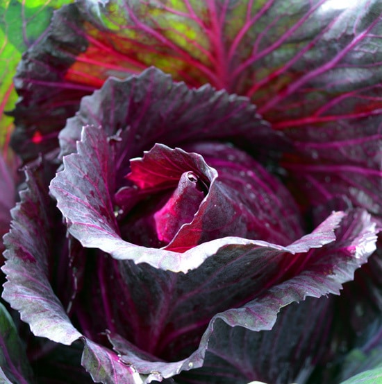 Cabbage Ornamental Vegetable Plants Cabbage Ornamental Vegetable Plants