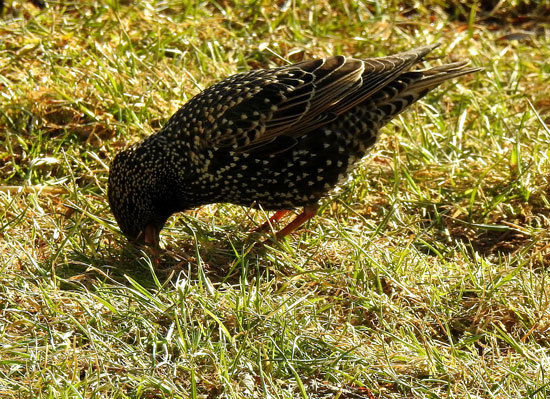 Do Birds Eat Grass Seed Do Birds Eat Grass Seed