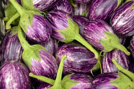 Eggplant Ornamental Vegetable Plants Eggplant Ornamental Vegetable Plants