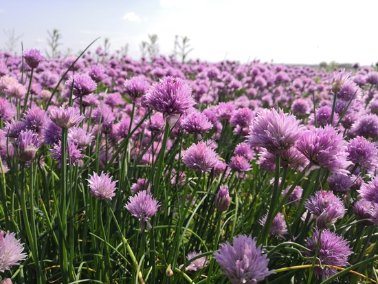 Garlic Ornamental Vegetable Plants Garlic Ornamental Vegetable Plants