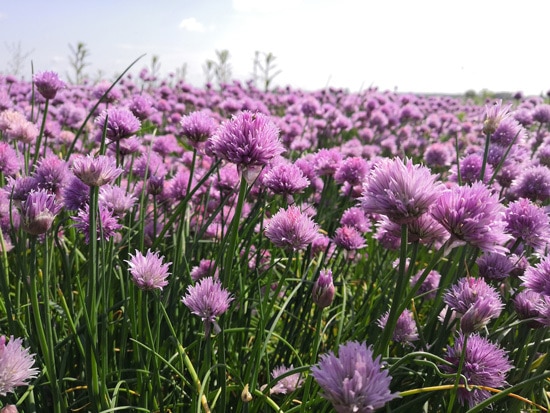 Garlic Ornamental Vegetable Plants