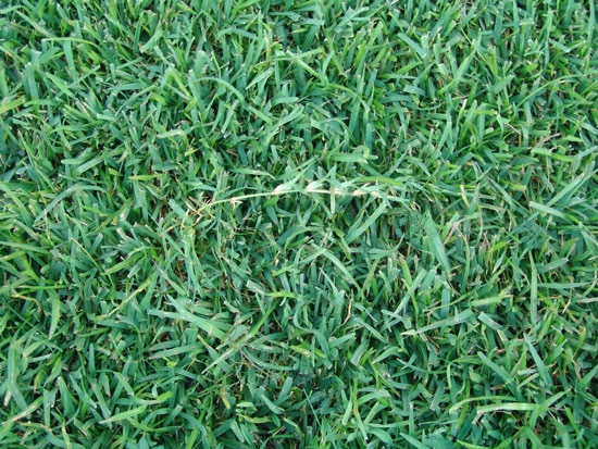 How to Make Bermuda Grass Thicker 3 How to Make Bermuda Grass Thicker 3