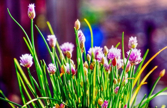 Leeks Chives and Scallions Ornamental Vegetable Plants