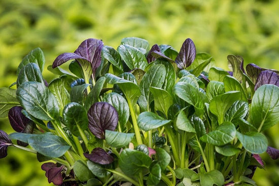 Malabar and Japanese Spinach Ornamental Vegetable Plants Malabar and Japanese Spinach Ornamental Vegetable Plants