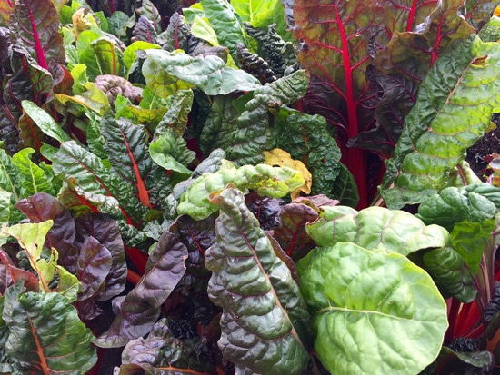 Rainbow Swiss Chard Ornamental Vegetable Plants Rainbow Swiss Chard Ornamental Vegetable Plants