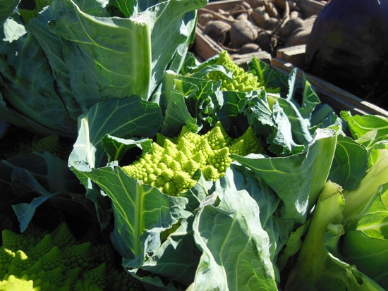 Romanesco Cauliflower Ornamental Vegetable Plants