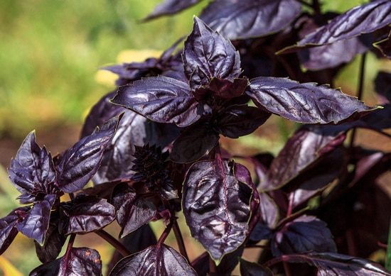 Round Midnight Basil Ornamental Vegetable Plants