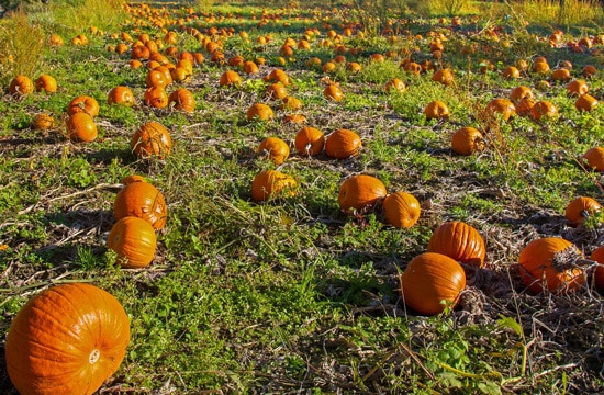 Squashes and Pumpkins Ornamental Vegetable Plants Squashes and Pumpkins Ornamental Vegetable Plants