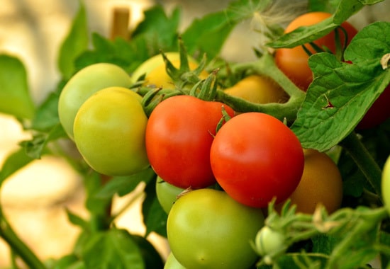 Tomatoes Ornamental Vegetable Plants Tomatoes Ornamental Vegetable Plants