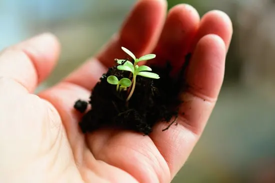 When Do I Put My Seedlings Under Light 1