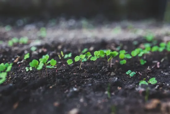 When Do I Put My Seedlings Under Light 2