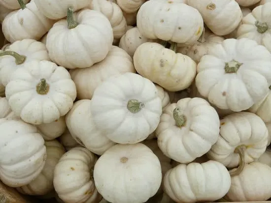 Baby Boo Small Pumpkin Varieties You Can Easily Grow Baby Boo Small Pumpkin Varieties You Can Easily Grow
