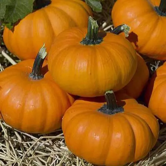 Bumpkin Small Pumpkin Varieties You Can Easily Grow Bumpkin Small Pumpkin Varieties You Can Easily Grow