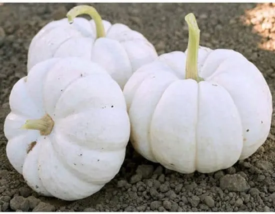 Gooligan Small Pumpkin Varieties You Can Easily Grow Gooligan Small Pumpkin Varieties You Can Easily Grow