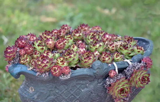 Hens and Chicks Most Popular Indoor Succulents