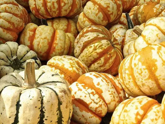 Hooligan Small Pumpkin Varieties You Can Easily Grow Hooligan Small Pumpkin Varieties You Can Easily Grow