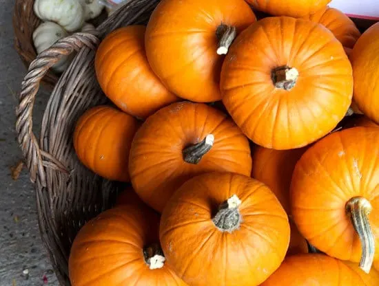 Jack be Little Small Pumpkin Varieties You Can Easily Grow Jack be Little Small Pumpkin Varieties You Can Easily Grow