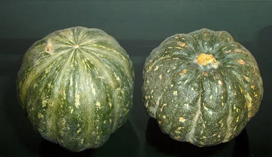 Kabocha Small Pumpkin Varieties You Can Easily Grow Kabocha Small Pumpkin Varieties You Can Easily Grow