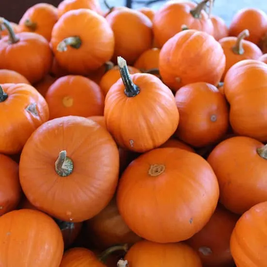 Wee B Little Small Pumpkin Varieties You Can Easily Grow Wee B Little Small Pumpkin Varieties You Can Easily Grow