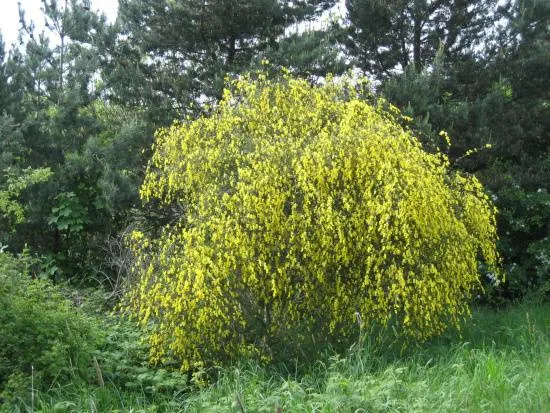 How To Remove Shrubs How To Remove Shrubs