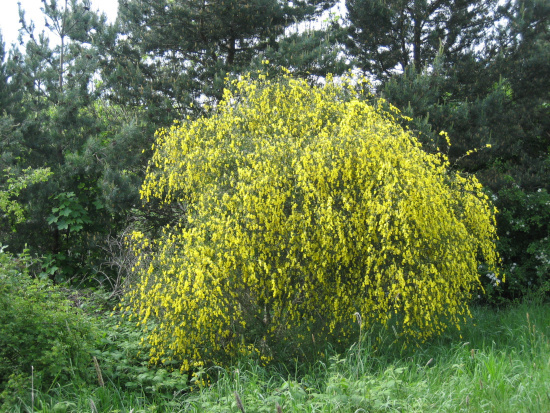 How To Remove Shrubs How To Remove Shrubs