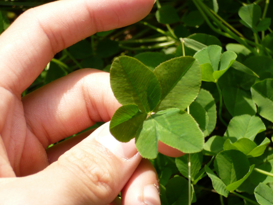 What Kills Clover But Not Grass Remove It Manually 1 What Kills Clover But Not Grass Remove It Manually 1