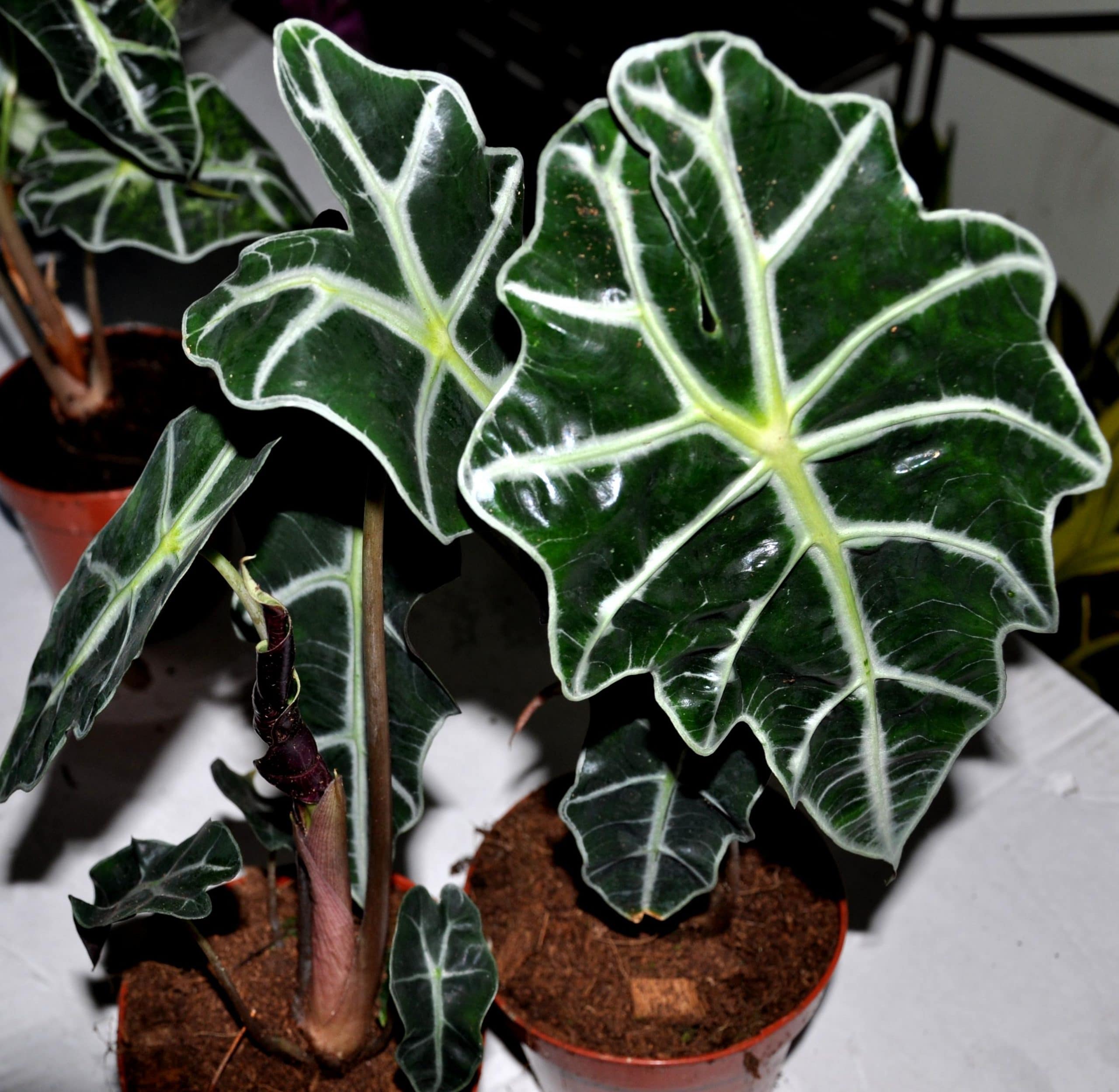 African Mask Plant Striped Houseplants African Mask Plant Striped Houseplants