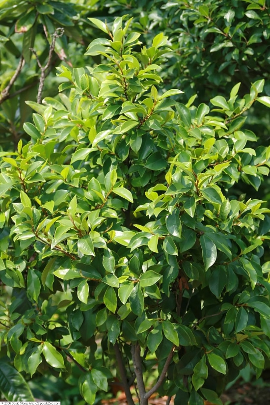 Banana Shrub Quirky And Unusual Plants Banana Shrub Quirky And Unusual Plants