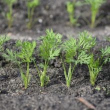 Best Fertilizer for Carrots Best Fertilizer for Carrots